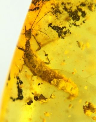 Neuroptera Larve.  Burmite Natural Myanmar Insect Amber Fossil 3