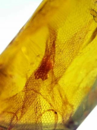Good Snail Skin Very Rare In Burmese Amber Insect Fossil Burmite Myanmar