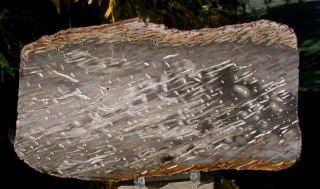 Sis: 9 " Rip Cut Burmese Petrified Palm Wood Fossil Palmoxylon Myanmar