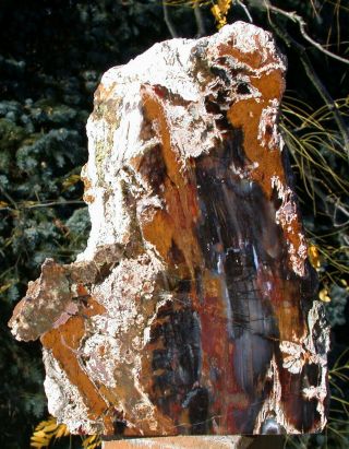 Sis: Glorious 7,  Lb.  Hubbard Basin Petrified Wood Log Standing Sculpture