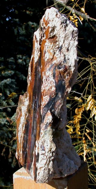 SiS: GLORIOUS 7,  lb.  Hubbard Basin Petrified Wood Log Standing Sculpture 2