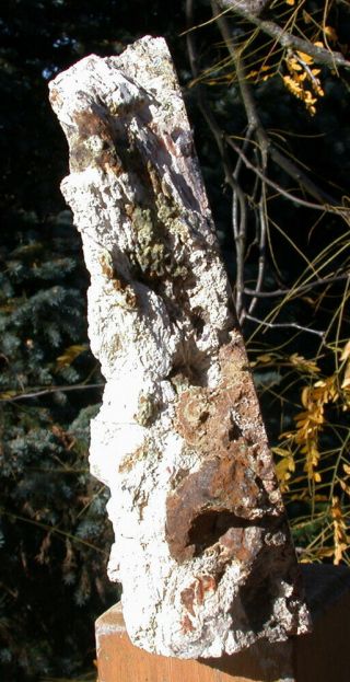 SiS: GLORIOUS 7,  lb.  Hubbard Basin Petrified Wood Log Standing Sculpture 3