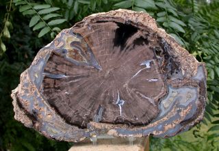 Sis: Absolutely Incredible 9 " Blue Forest Petrified Wood Round - Triple Wow