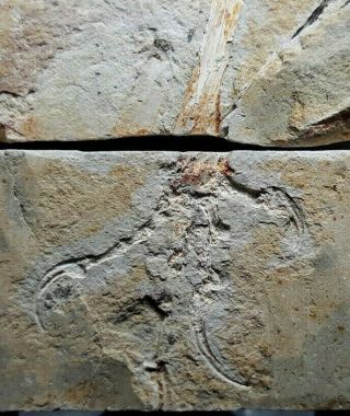 [pcs02] Fossil Bird Enantiornithes Cretaceous Bird Fossil Leg