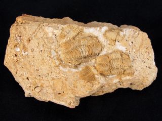 Rare Trilobite Fossil Phillipsia Sp,  Middle Carboniferous 214g 369p Kazakhstan