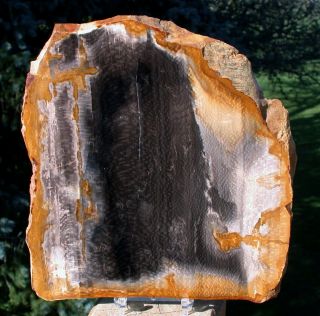 Sis: Gemmy 7 " Sweet Home Petrified Wood Sycamore Specimen - Ray Fleck