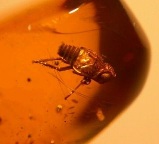 Fulgoroid Insect With Rare Wax Threads In Authentic Dominican Amber Fossil