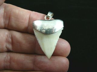 (s414 - 30) 1 - 1/4 " Great White Shark Tooth Jewelry Silver Cap Pendant Modern