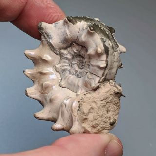 4,  7 Cm (1,  8 In) Top Quality Ammonite Euaspidoceras Jurassic Pyrite Russia Fossil