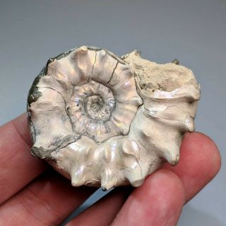 4,  7 cm (1,  8 in) Top Quality Ammonite Euaspidoceras jurassic pyrite Russia fossil 3