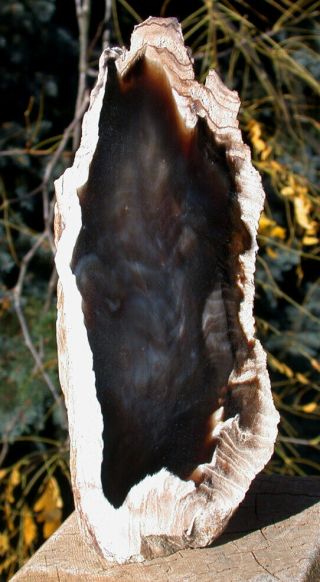 Sis: 6 " Petrified Oregon Driftwood Specimen - Sequoia Gem Flame