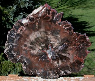 Sis: Uncommon & 11 ",  Northern Arizona Petrified Wood Conifer Round