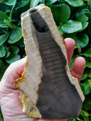 Rare Flat Polished Vale Oregon Petrified Wood Round Ring Agate Elm Opal 1lb 2oz