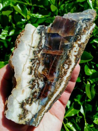 Vintage Polished Hampton Butte Oregon Petrified Wood Agate Jasper Limb Cast 1.  7
