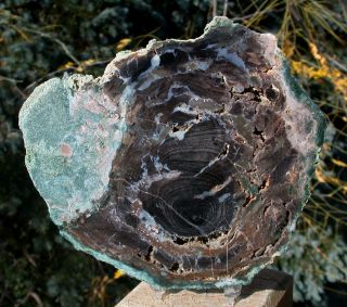 Sis: Museum Quality 7 " Hampton Butte Fossil Elm Petrified Wood Heel Cut Slab