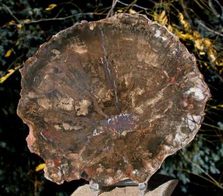 Sis: Rhexoxylon Africanum - Extremely Rare 7 " Madagascar Petrified Wood Round