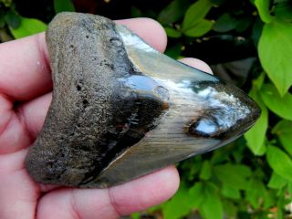 3 1/2,  Inch Polished Fossil Megalodon Shark Tooth Teeth