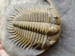 Perfect Damesella paronai lichid Trilobite Cambrian Fossil awesome arthropod 2