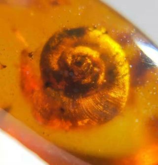 Rare Big Snail Burmite Cretaceous Amber Fossil Dinosaurs Era