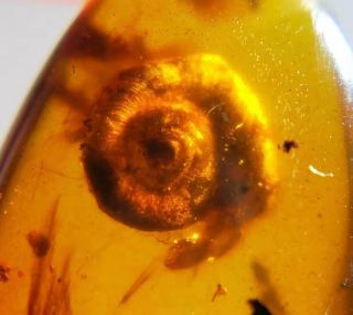 rare big snail Burmite Cretaceous Amber fossil dinosaurs era 2