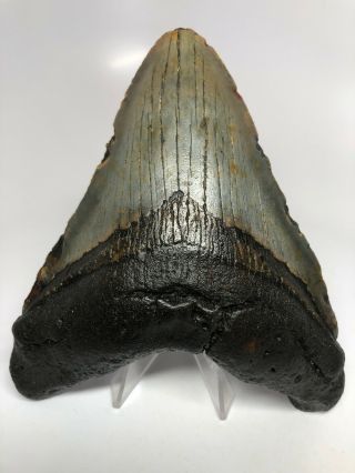 Megalodon Shark Tooth 5.  46” - Wide Fossil - Natural 4737