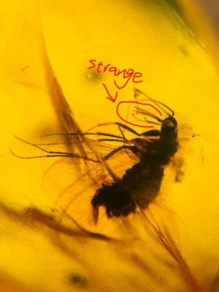 Neuroptera Sisyridae Spongillafly Burmite Myanmar Burmese Amber Insect Fossil