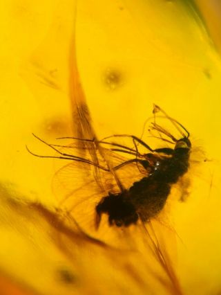 Neuroptera Sisyridae spongillafly Burmite Myanmar Burmese Amber insect fossil 2