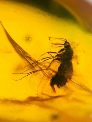 Neuroptera Sisyridae spongillafly Burmite Myanmar Burmese Amber insect fossil 3