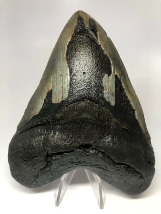 Megalodon Shark Tooth 5.  55” Big - Fossil - Rare - Real 4593