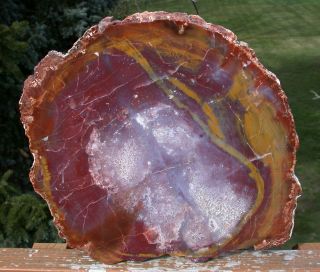 Sis: Big Colorful 11 " Arizona Petrified Wood Conifer Round - Polish