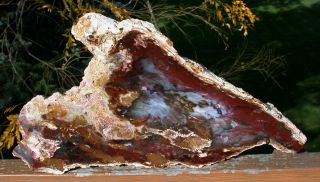 Sis: Red Flame Hubbard Basin Petrified Wood Slab - Insanely Colorful