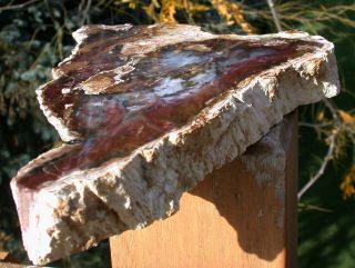 SiS: RED FLAME Hubbard Basin Petrified Wood Slab - INSANELY COLORFUL 2