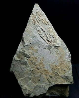 [pcs01] Fossil Bird Enantiornithes Cretaceous Bird Fossil Wing
