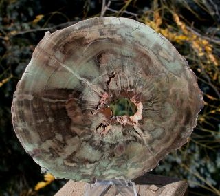 Sis: Camo Green African Petrified Wood Round - & Unusual Dadoxylon