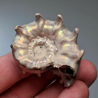 4,  2 Cm (1,  6 In) Ammonite Shell Euaspidoceras Jurassic Pyrite Russia Fossil