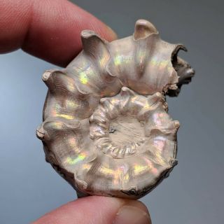 4,  2 cm (1,  6 in) Ammonite shell Euaspidoceras jurassic pyrite Russia fossil 2