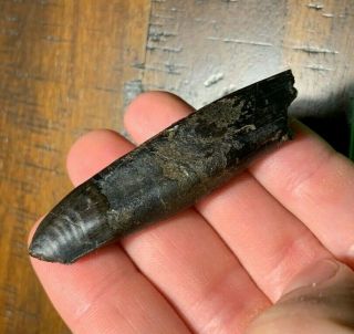 Ultra Rare Fully Rooted Tyrannosaurus Rex Tooth Dinosaur Fossil Hell Creek Mt
