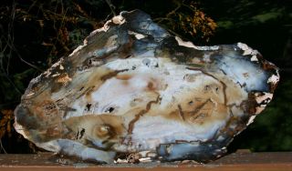Sis:truly Gorgeous 15 " Hubbard Basin Petrified Wood Round One Chance Only