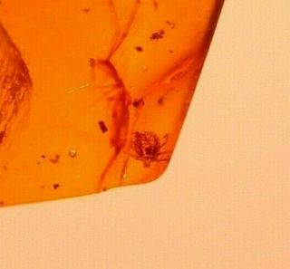 Rare Hard Tick Larva With Insects In Authentic Dominican Amber Fossil