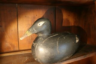 Old Maine White Wing Scoter Duck Decoy Primitive American Folk Art Wood Carving