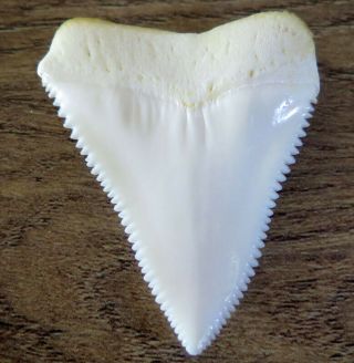 1.  719 " Upper Nature Modern Great White Shark Tooth (teeth)