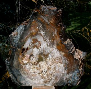 Sis: Massive 20 Lb.  Sculpture Hubbard Basin Petrified Wood Polished Log