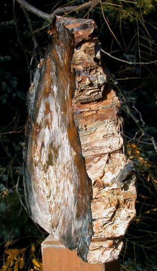SiS: MASSIVE 20 lb.  SCULPTURE Hubbard Basin Petrified Wood Polished Log 2