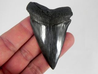 2 11/16 In.  Fossil Mako Shark Tooth Teeth