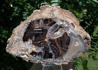 Sis: Glorious & Buggy Blue Forest Petrified Wood Round