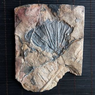 Traumatocrinus Guanlingensis Crinoids Sea Lily Fossil - 70914