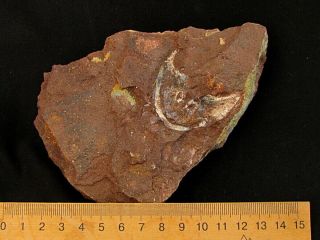 Rare specimen of Devonian armored fish Mimetaspis 2