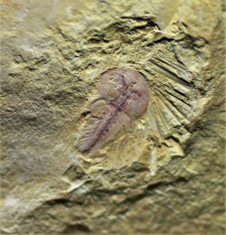 Naraoia Trilobite - Like Arthropod Early Cambrian,  Chengjiang Biota
