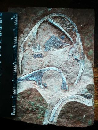 Devonian Armored Fishes 