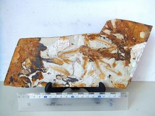 Large Lycoptera Multi Fish Fossil - 70810